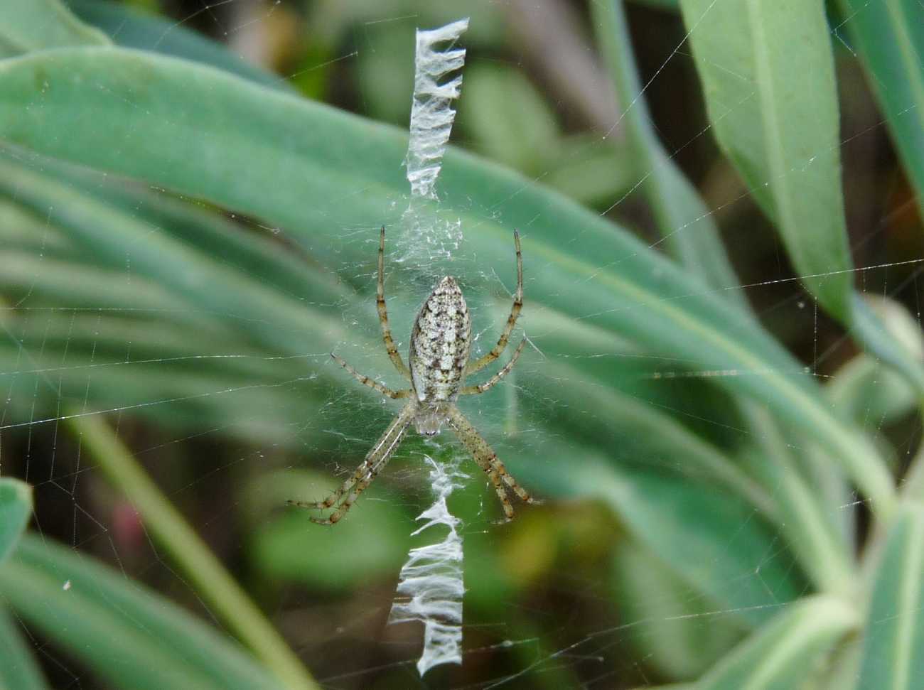 Stadi diversi di sviluppo di Argiope bruennichi